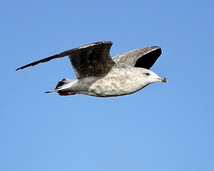 herring gull